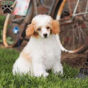 Vanilla, Miniature Poodle Puppy